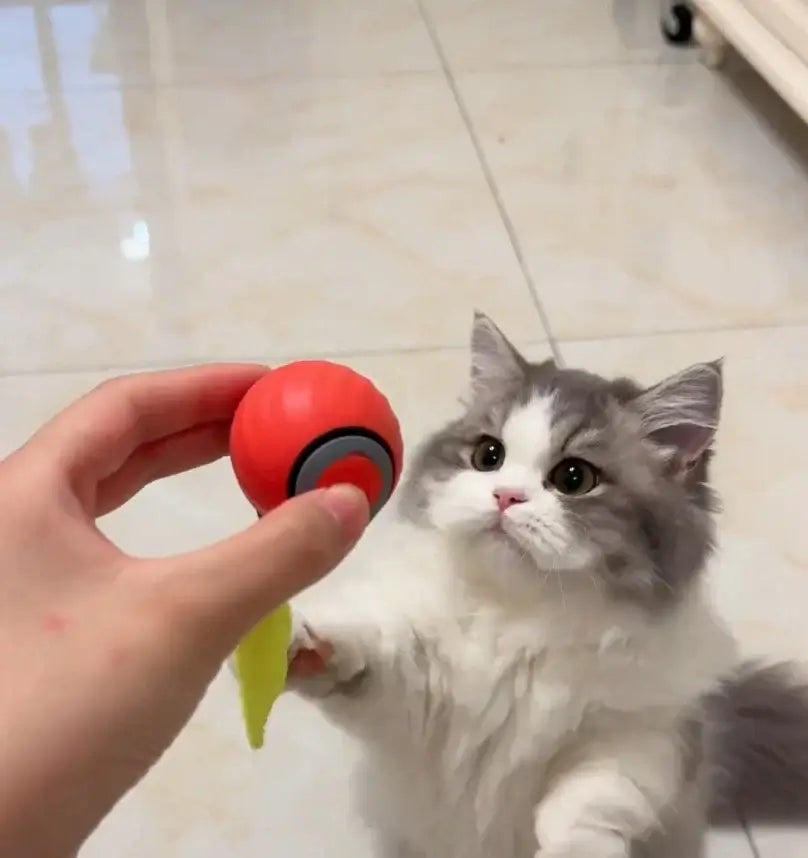 Speedy Tail 2.0