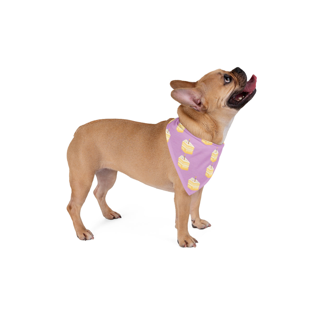 Dog Birthday Bandana – Birthday Cake Slices – photo 4