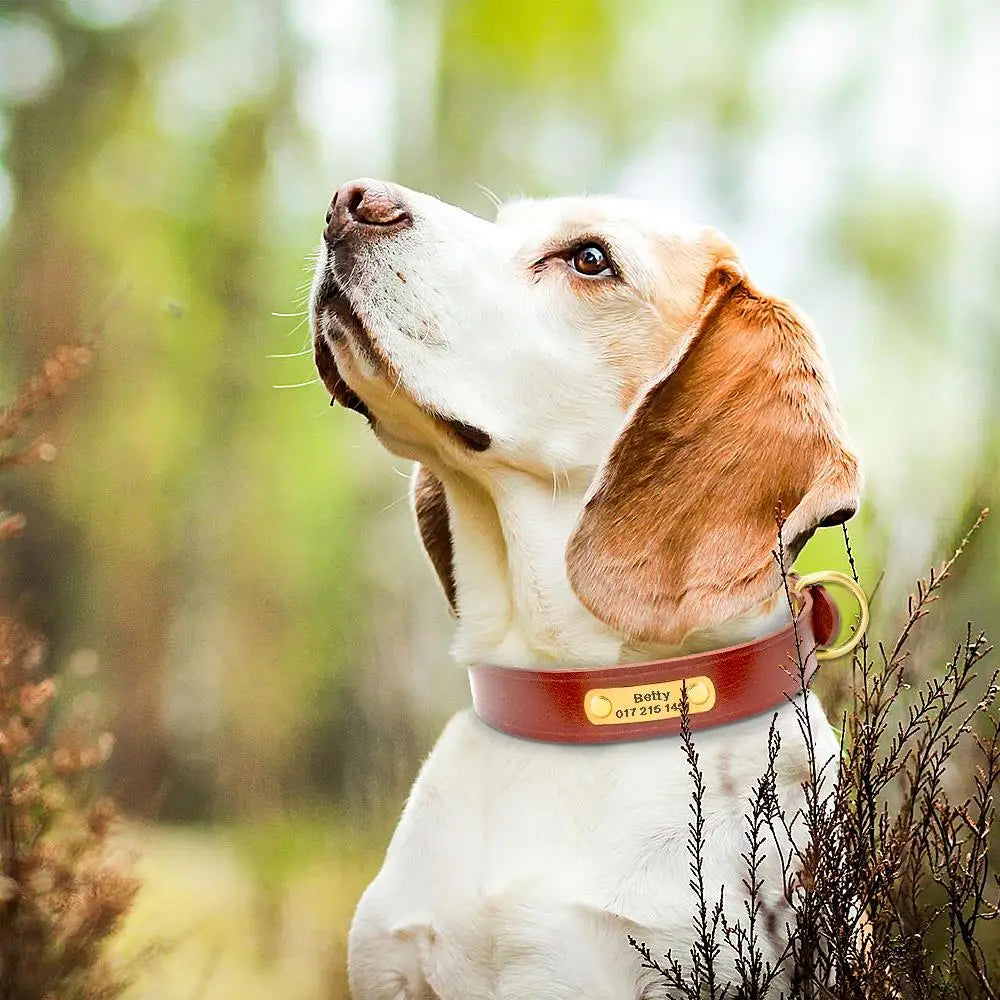 Brown leather dog collar with name plate