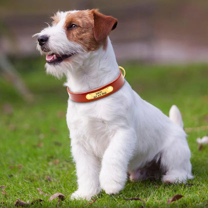 Brown leather dog collar with name plate