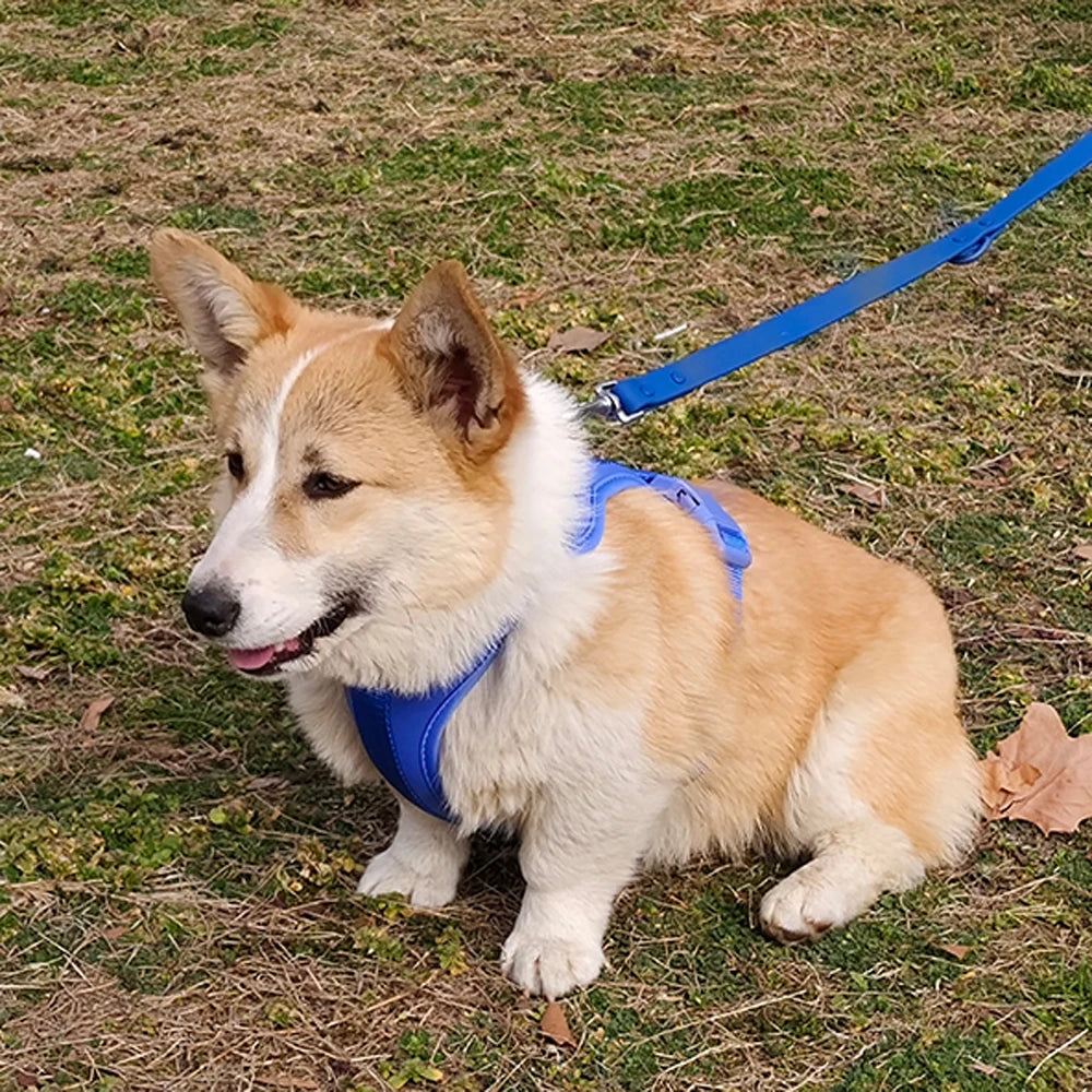 Corgi wearing a blue dog vest harness on a leash outdoors