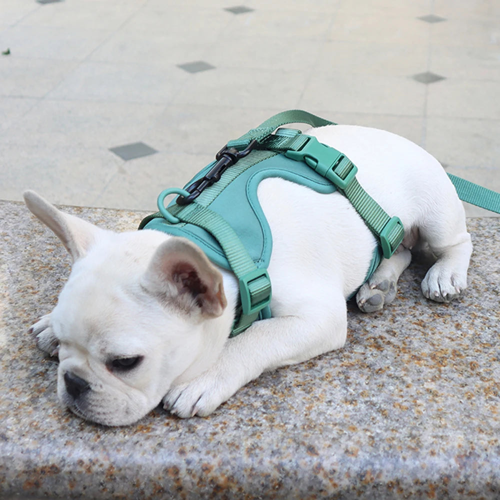 French bulldog lying down wearing a green dog vest harness
