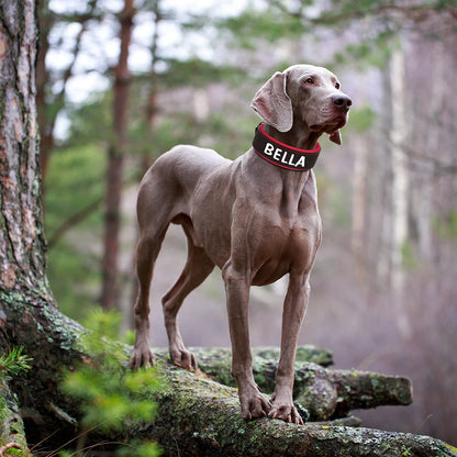 custom dog collars with name