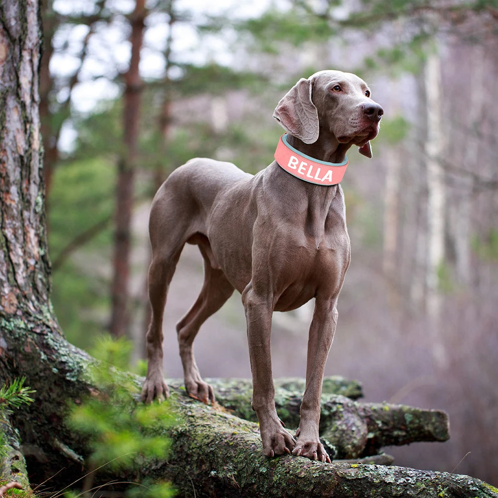 custom dog collars with name