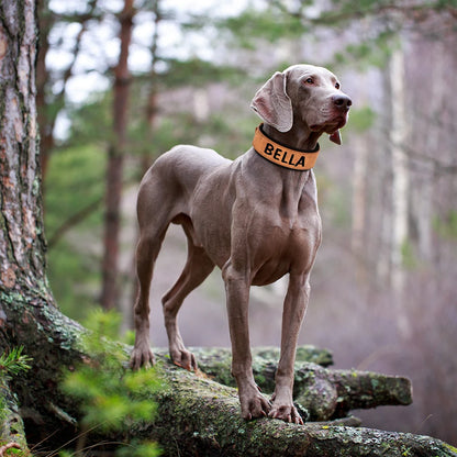 custom dog collars with name