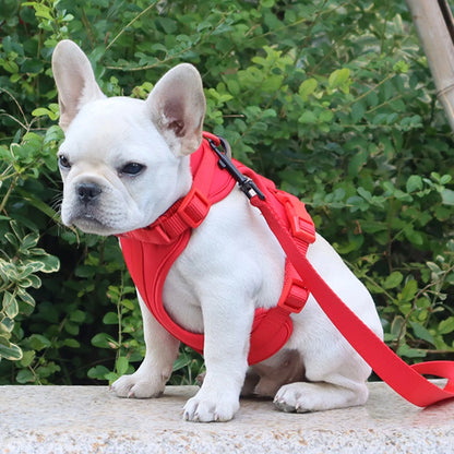 French bulldog wearing a red dog vest harness with a red leash