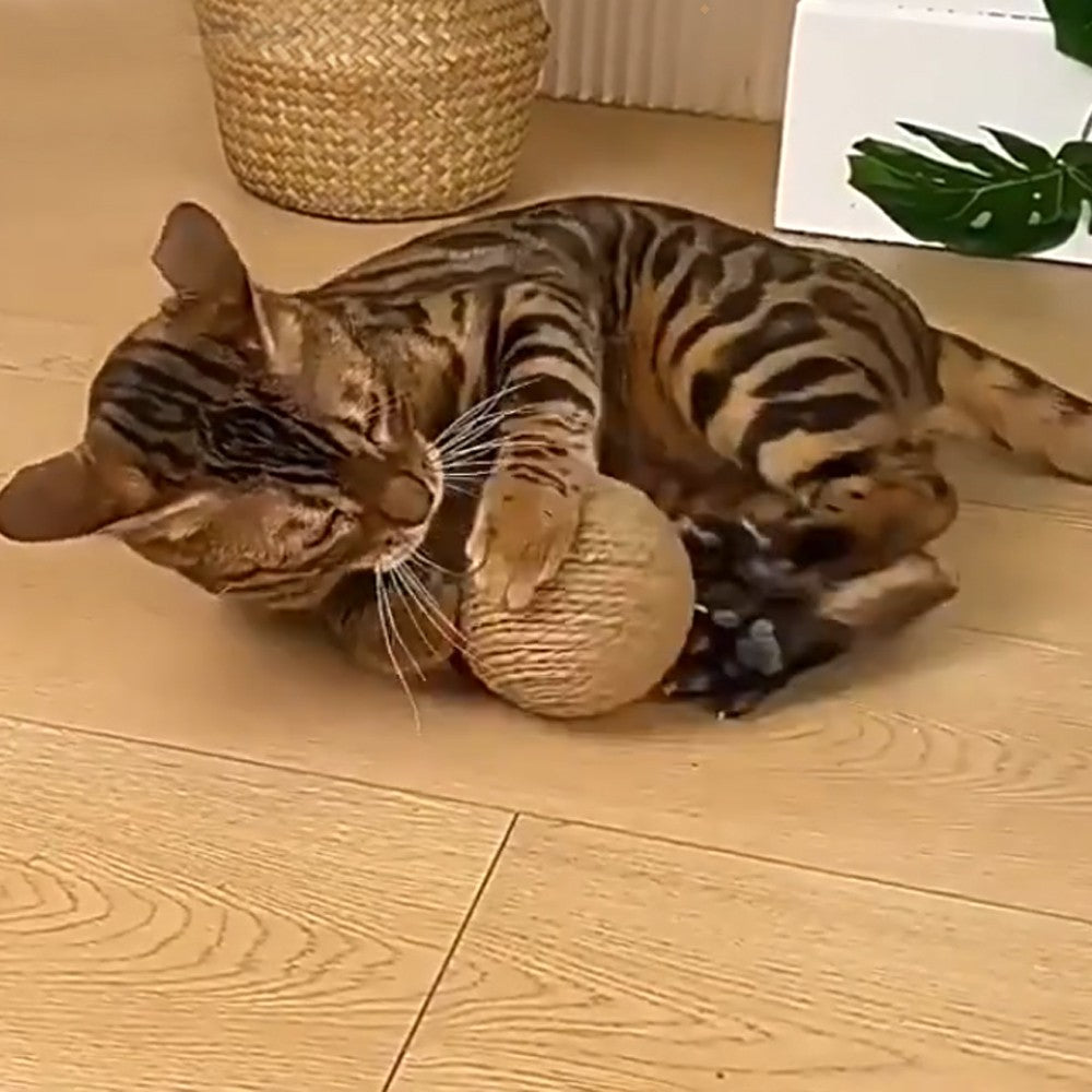 Tabby cat hugging and biting the paper rope scratching ball