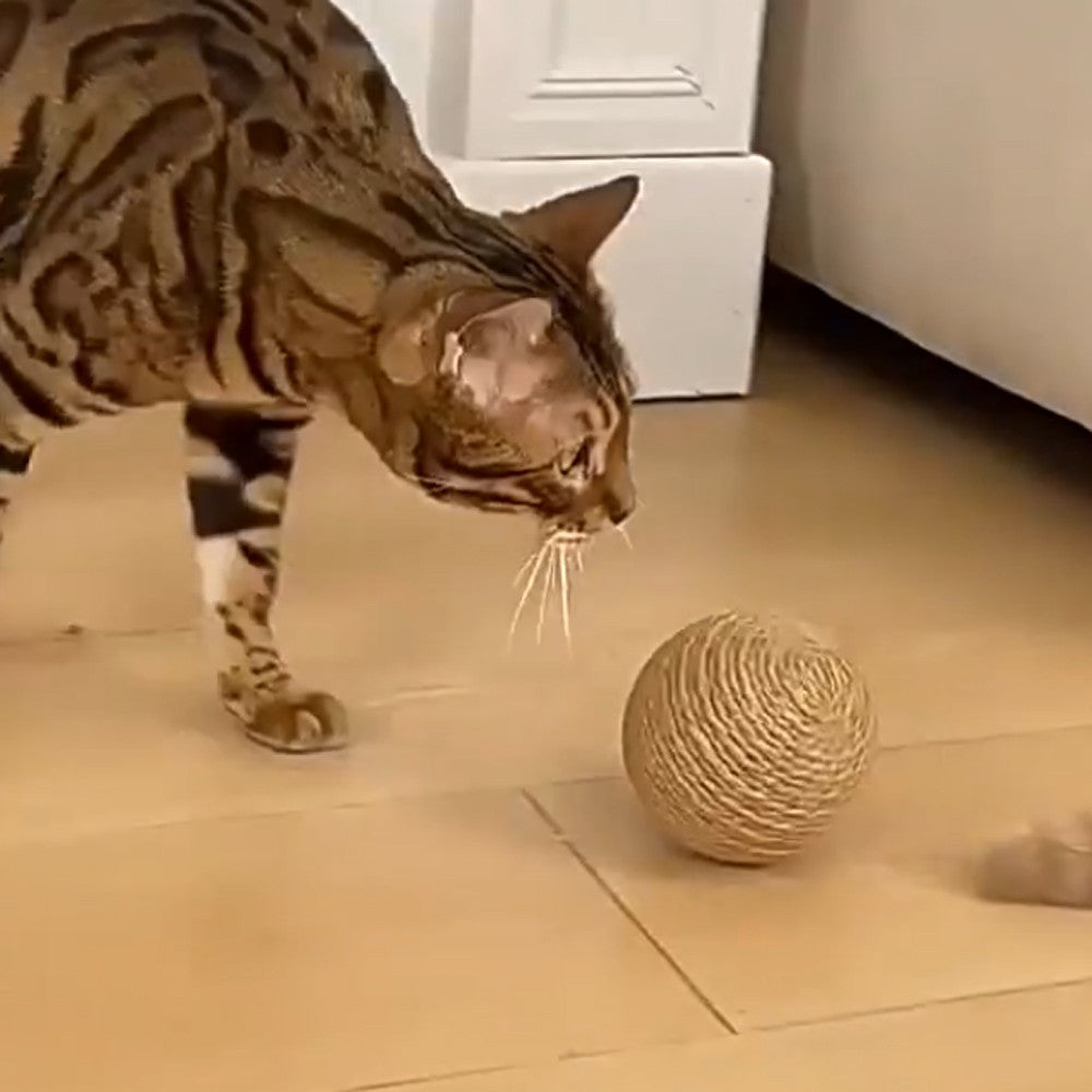 Cat batting the scratching ball across the floor