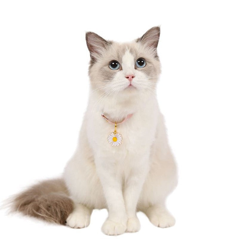 Ragdoll cat sitting in a cute cat collar with charm