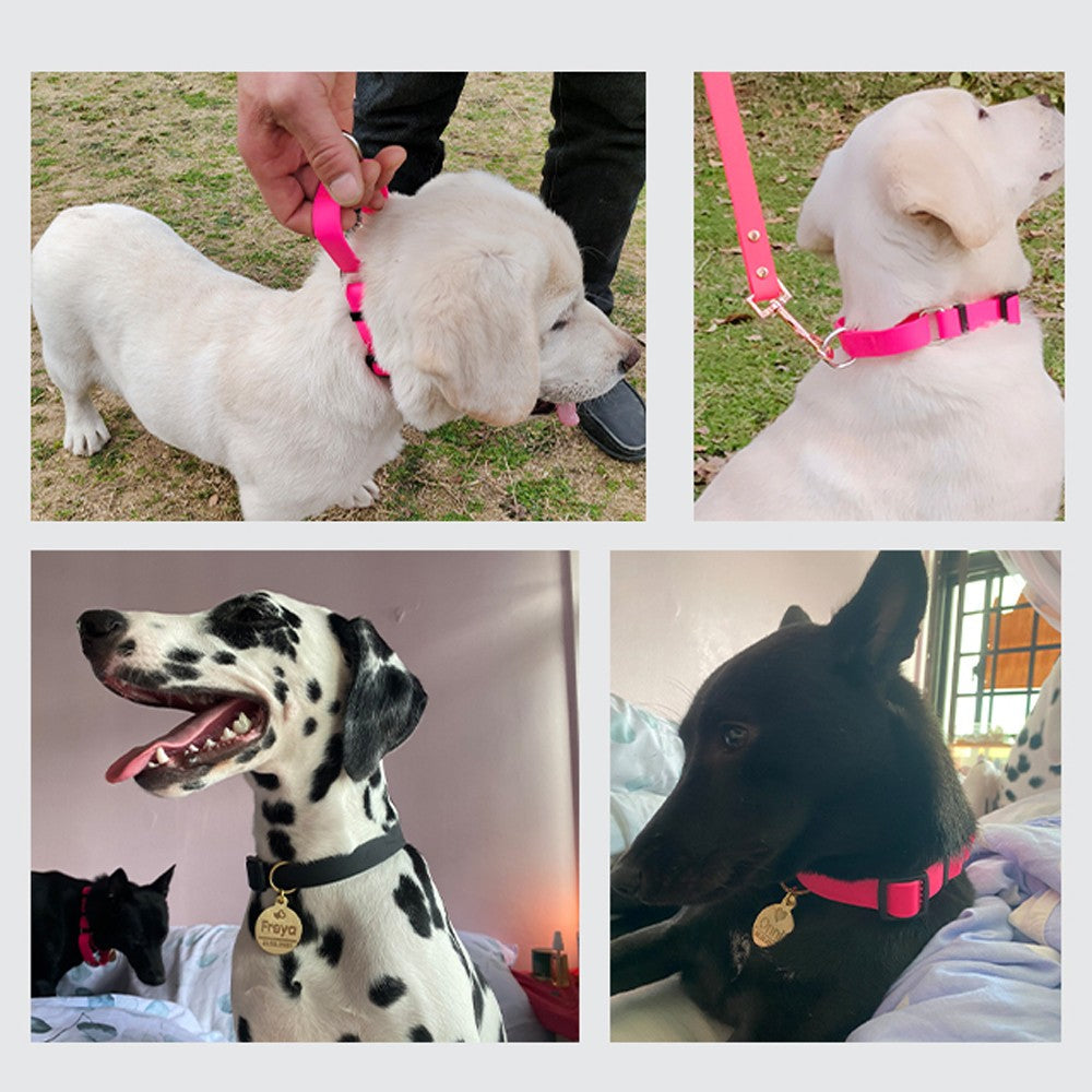 Dogs wearing the PVC dog collar with handle, one held by the grab loop