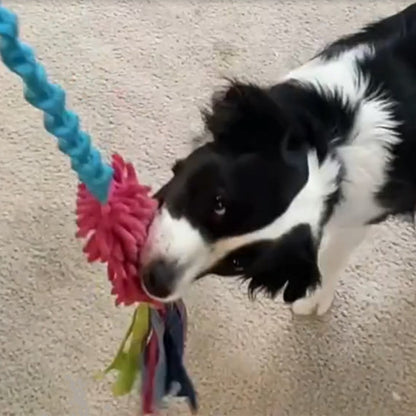 Border collie tugging on a pink and blue tug toy