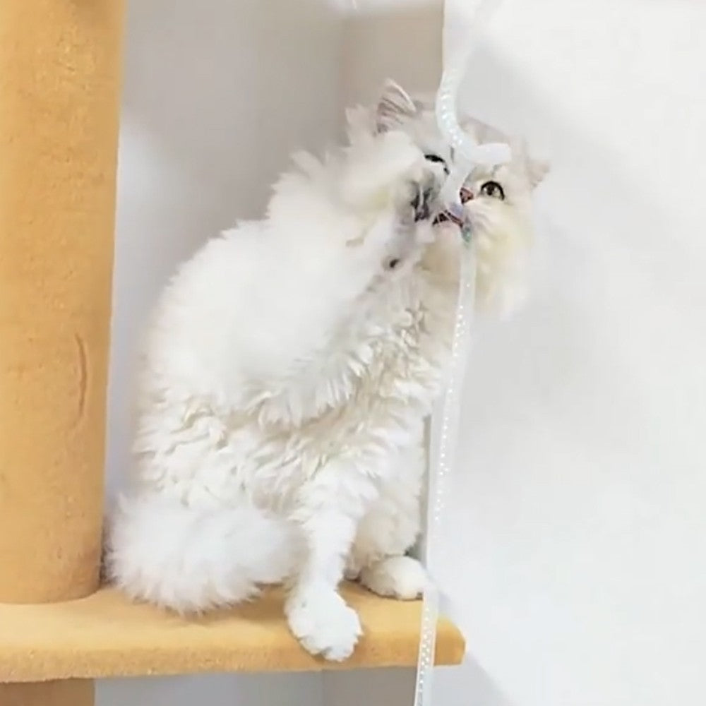 Cat reaching up for the sequin cat wand