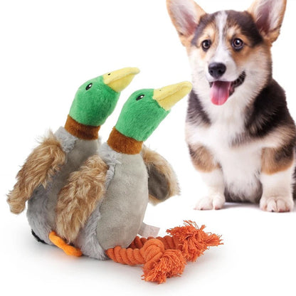 Corgi sitting next to two squeaky duck dog toys