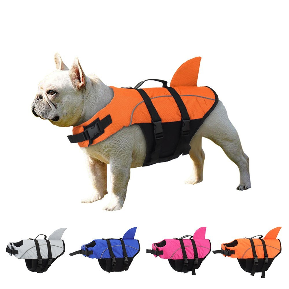 French bulldog wearing the orange reflective shark life jacket