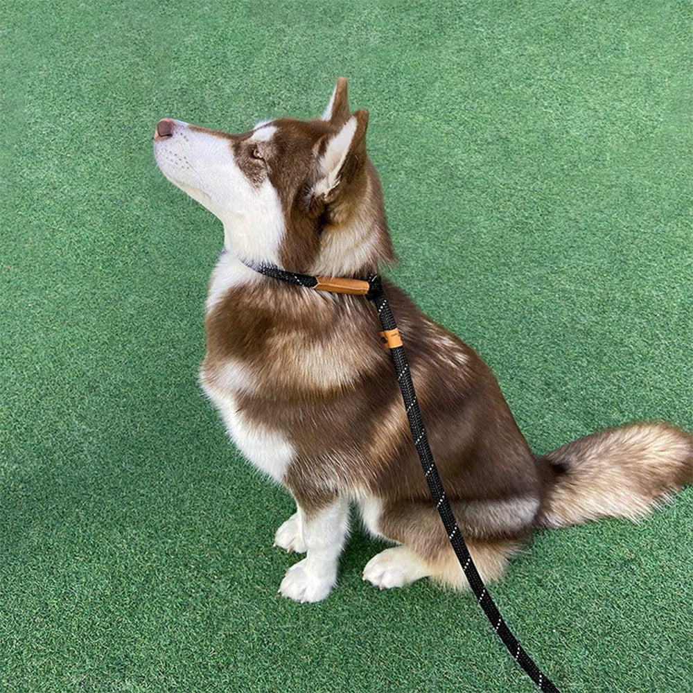 Husky sitting on grass wearing a black slip lead